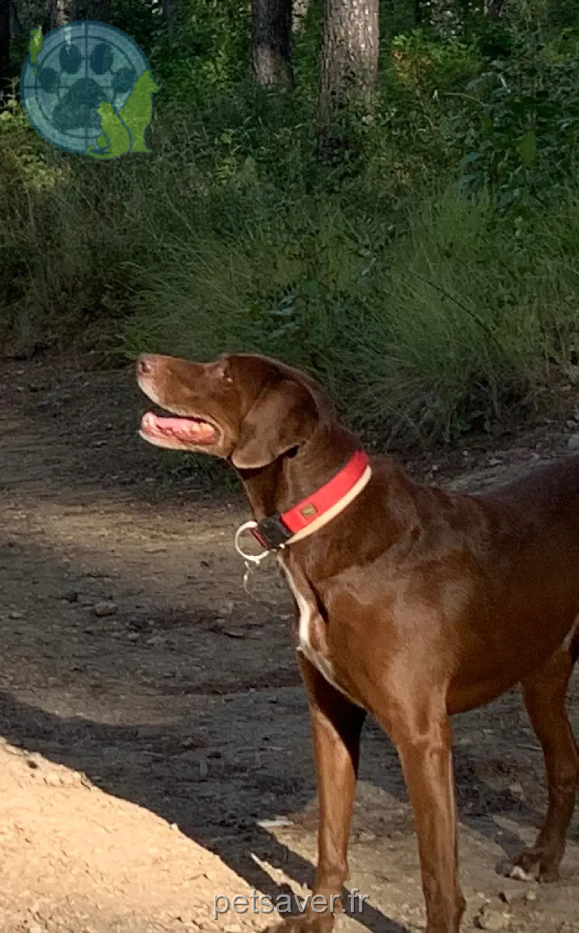 Chien Perdu 83 Var - Gipsy Chien Perdu 83 Var - Gipsy