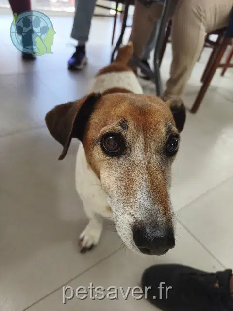 chien lost   83400 Hyères Hector