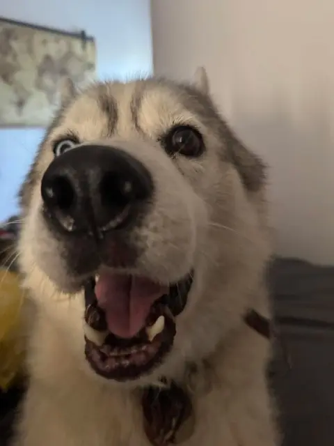 chien lost   83200 Le Revest-les-Eaux Indy