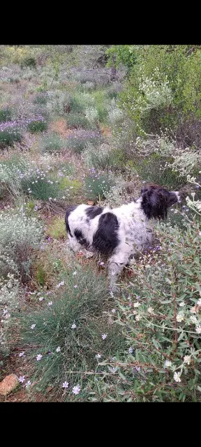 chien lost   83670 Barjols Isak