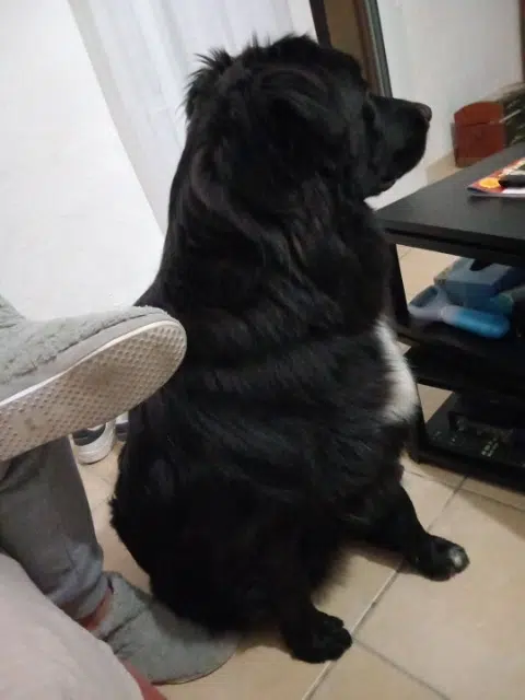 cão perdido 83470 Saint-Maximin-la-Sainte-Baume Jack cão lost 83470 Saint-Maximin-la-Sainte-Baume Jack