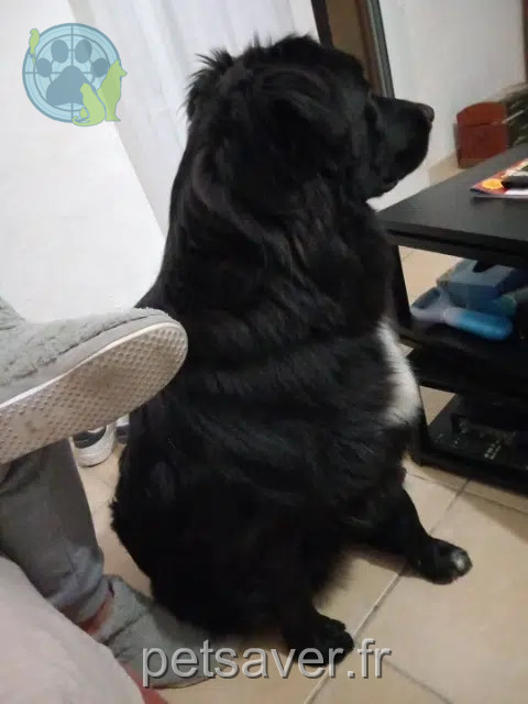 chien perdu 83470 Saint-Maximin-la-Sainte-Baume Jack chien lost 83470 Saint-Maximin-la-Sainte-Baume Jack