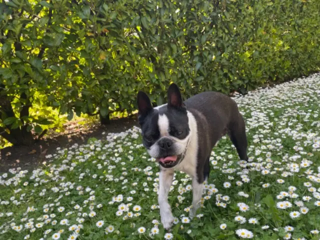 chien lost   83320 Carqueiranne Largo