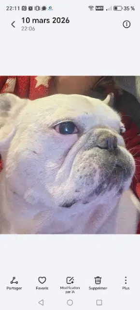 chien lost   83550 Vidauban Lenny