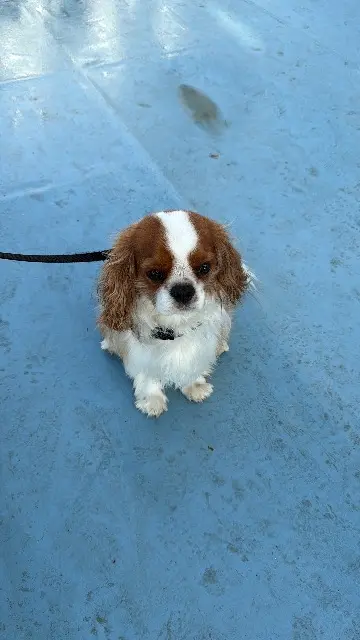 chien lost   83720 Trans-en-Provence Mailey