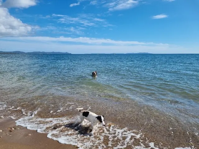 chien lost   83890 Besse-sur-Issole Marley