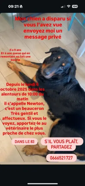 chien lost    Saint-Raphaël Newton