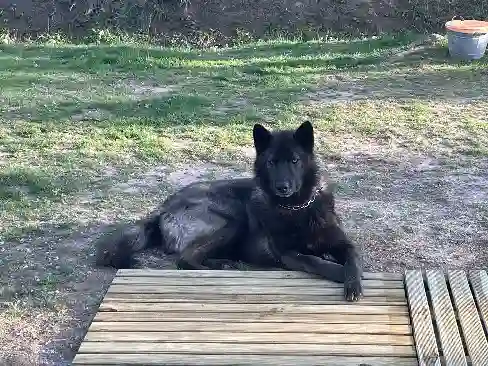 Chien Perdu 83 Var - Oumak Chien Perdu 83 Var - Oumak