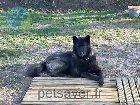 Chien Perdu 83 Var - Oumak Chien Perdu 83 Var - Oumak