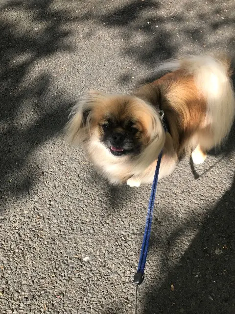 chien lost   83120 Sainte-Maxime Patchy