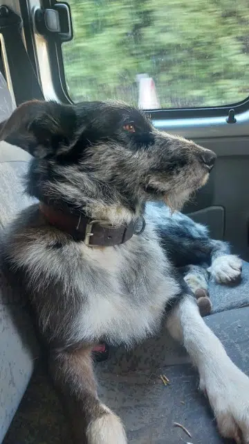 chien lost   83630 Aups Pincho