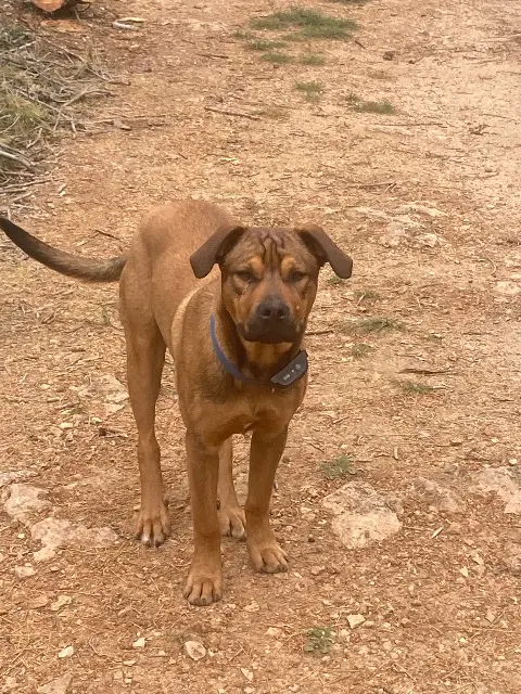 chien lost   83570 Montfort-sur-Argens portos