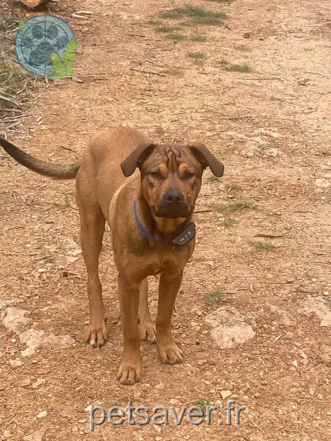 chien perdu 83570 Montfort-sur-Argens portos chien lost 83570 Montfort-sur-Argens portos