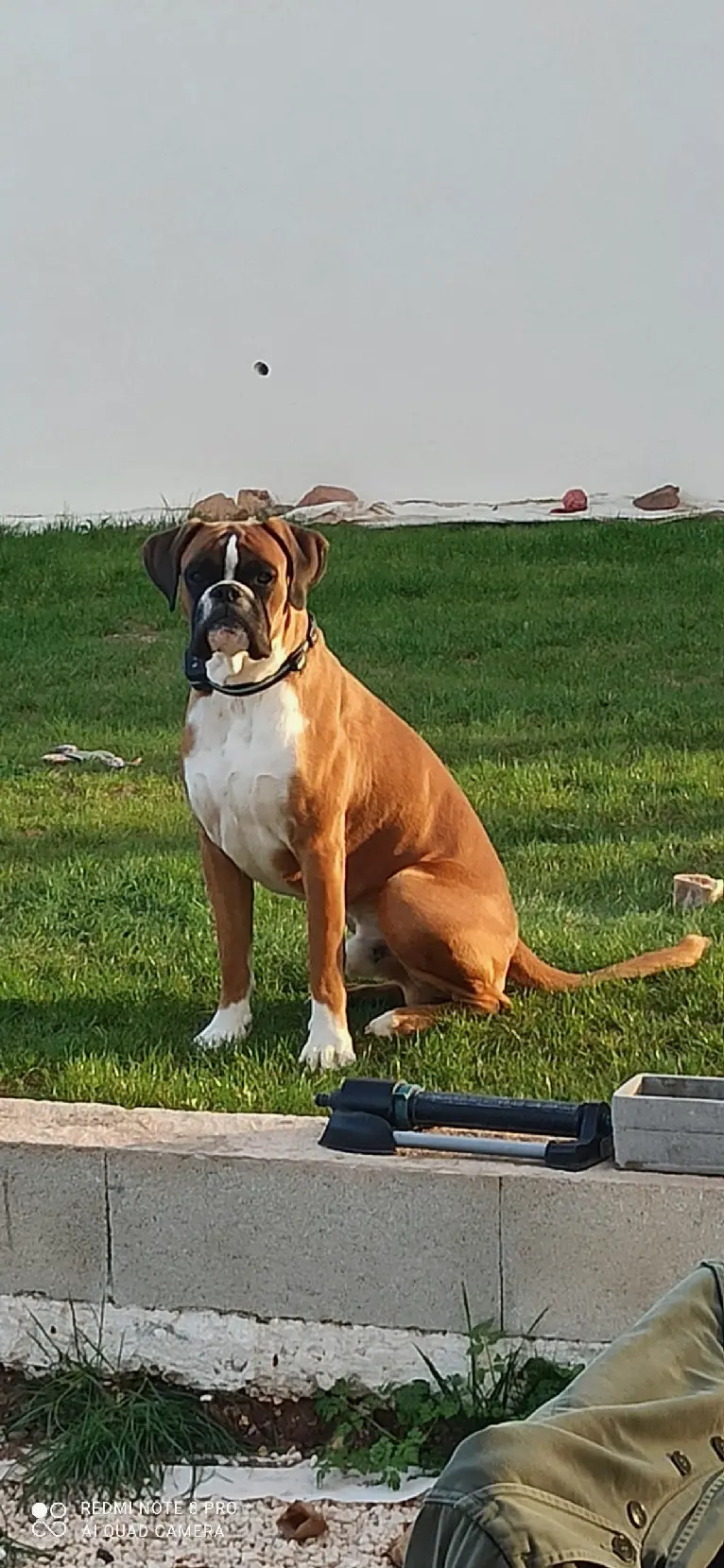 Chien Perdu 83 Var Chien Perdu 83 Var