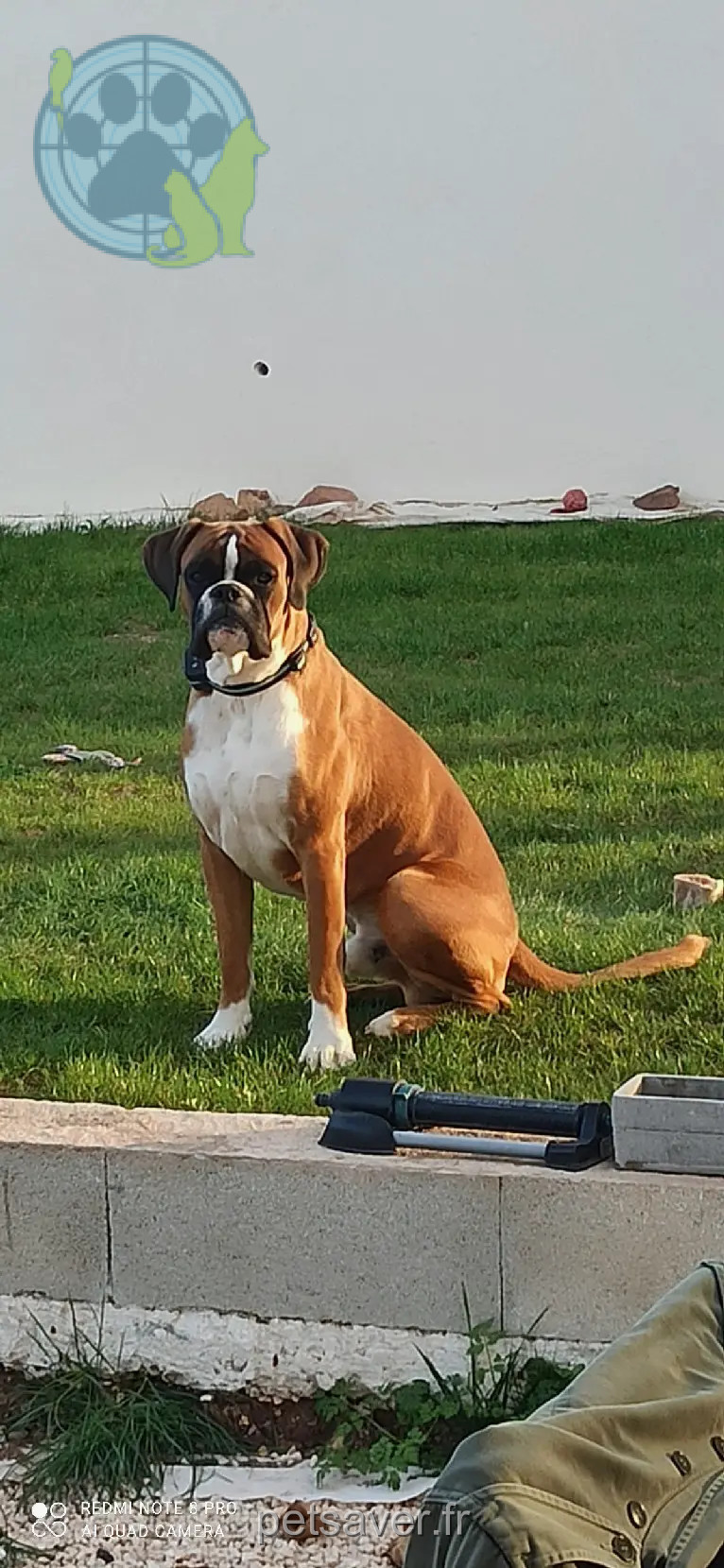 Chien Perdu 83 Var Chien Perdu 83 Var