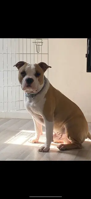chien lost   83210 Solliès-Toucas Ramses