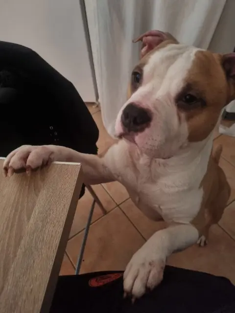 chien lost   83210 Solliès-Toucas Ramses