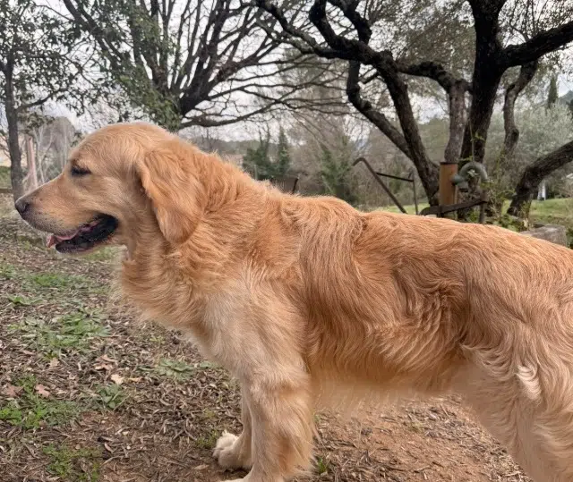 chien lost   83690 Salernes Romeo