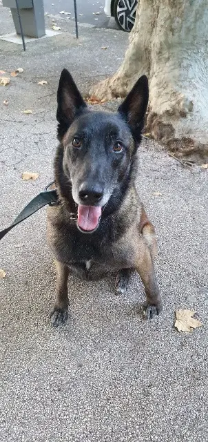 chien lost   83170 Brignoles Rox