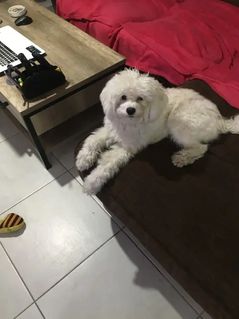 chien lost   83200 Le Revest-les-Eaux Sam