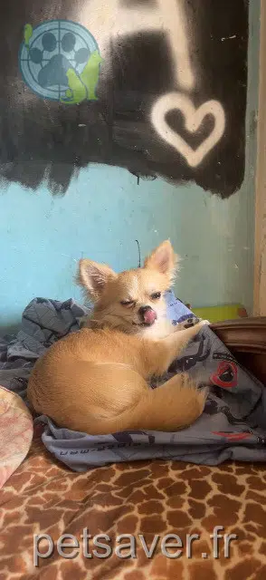 chien lost 83210 Solliès-Ville Skye