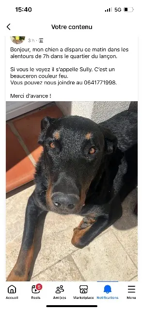 hond vermist 83110 Sanary-sur-Mer Sully hond lost 83110 Sanary-sur-Mer Sully