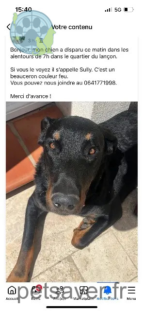 dog lost 83110 Sanary-sur-Mer Sully dog lost 83110 Sanary-sur-Mer Sully