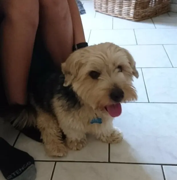 chien lost   83220 Le Pradet Taxi