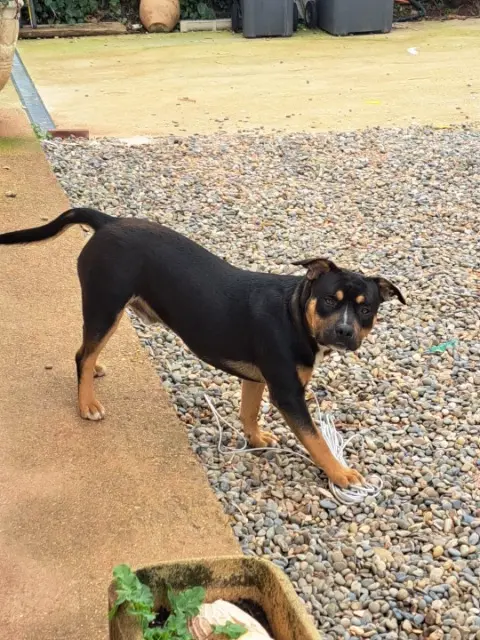 chien lost   83390 Cuers Taïko