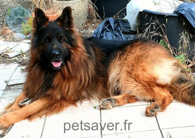 cane lost 83660 Carnoules Théo