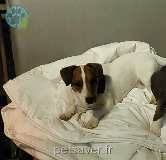 cane lost   83390 Cuers Tirex