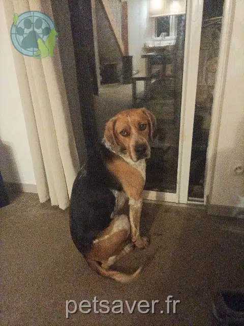Hund lost   83560 La Verdière Tito