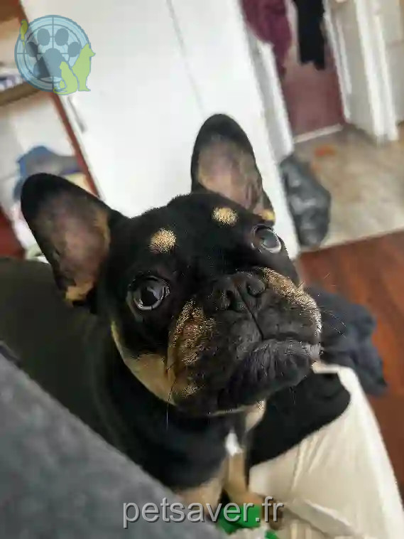 Chien Perdu 83 Var - Toast Chien Perdu 83 Var - Toast