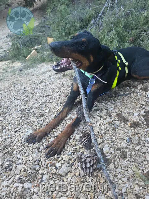 Hund lost   83640 Plan-d'Aups-Sainte-Baume Toby