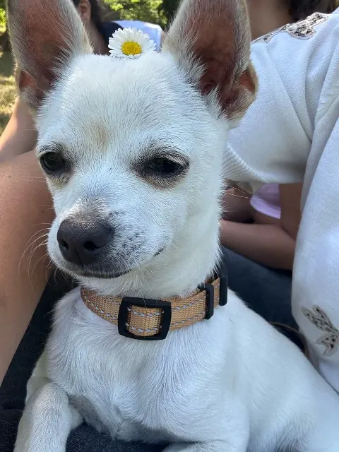 chien lost   83270 Saint-Cyr-sur-Mer Toostie