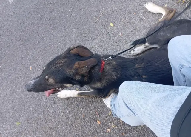 chien lost    Toulon Tico