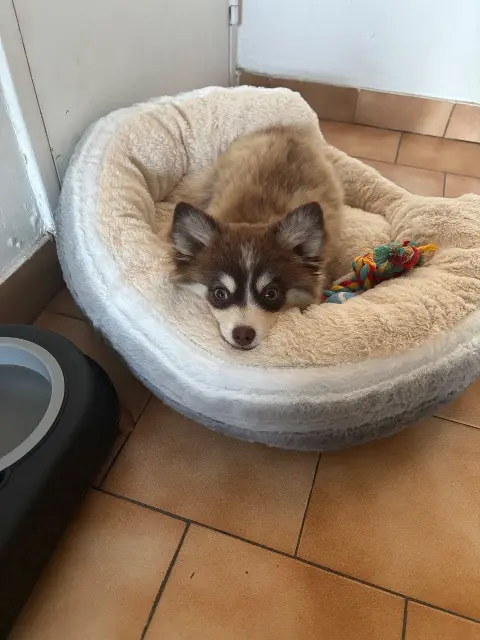 chien lost    Toulon Vroom