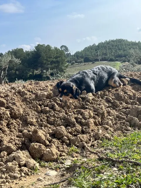 chien lost   83740 La Cadière-d'Azur Ulysse