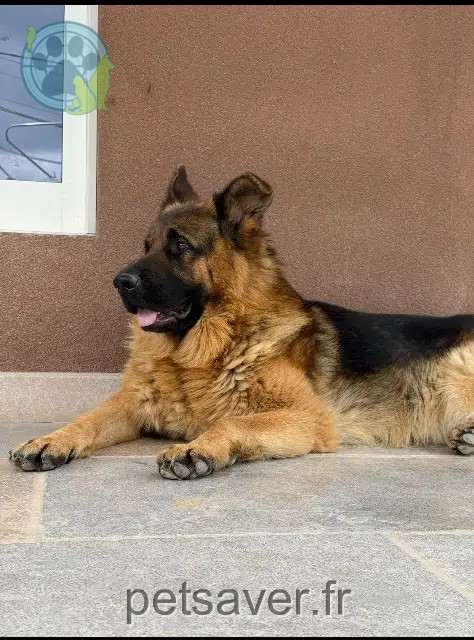 chien lost   83210 La Farlède Urus