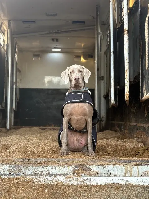 chien lost   83140 Six-Fours-les-Plages Vernon