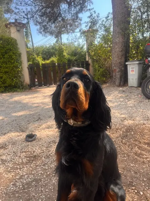 chien lost   83130 La Garde Volkel