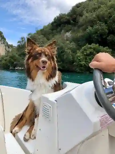 Chien Perdu 83 Var - Volt Chien Perdu 83 Var - Volt