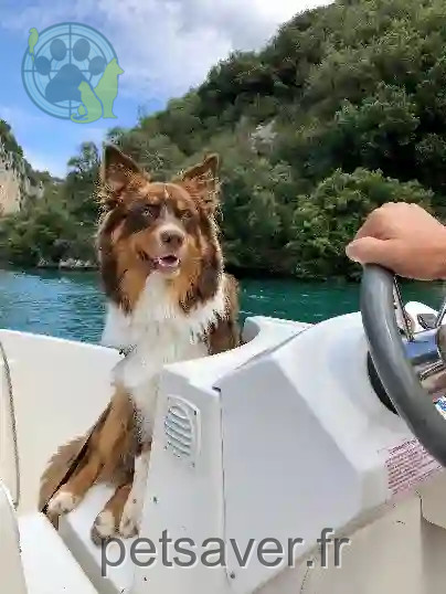 Chien Perdu 83 Var - Volt Chien Perdu 83 Var - Volt
