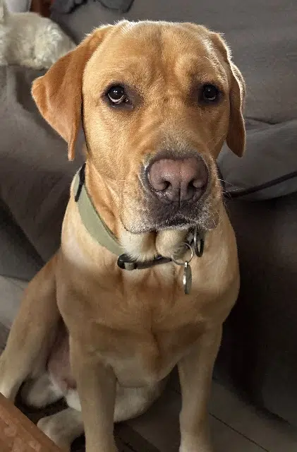 chien lost   83480 Puget-sur-Argens Winnie