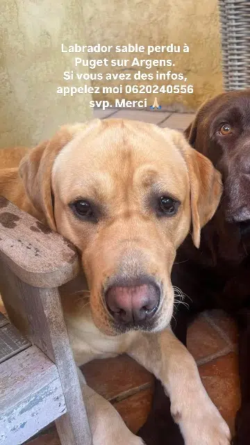 chien lost   83480 Puget-sur-Argens Winny
