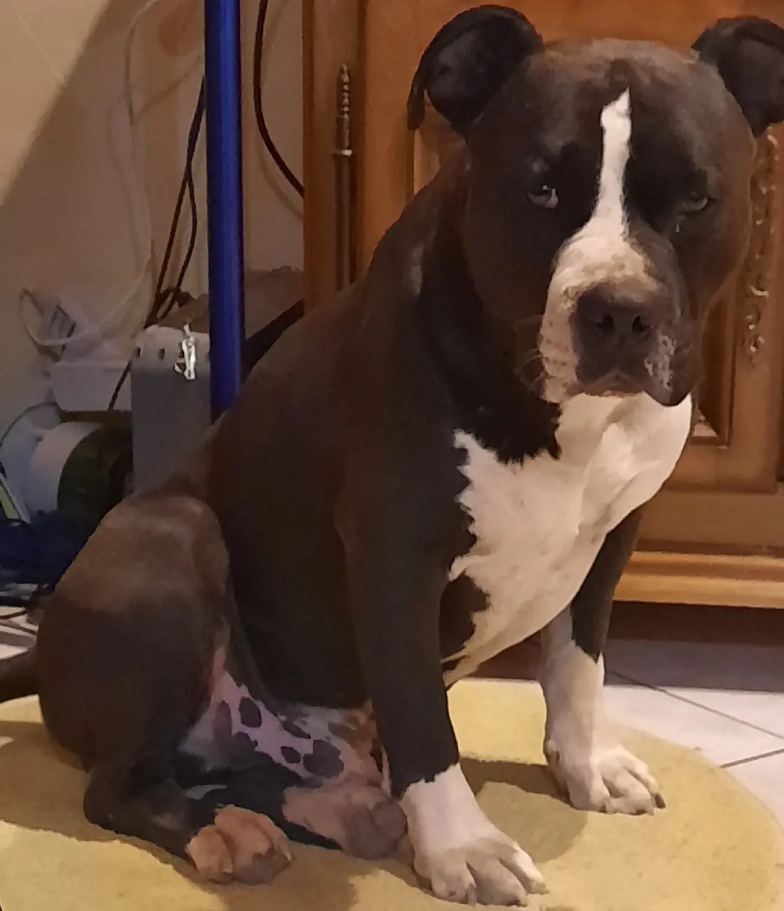 Chien Perdu 83 Var Chien Perdu 83 Var