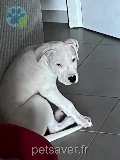 dog lost   83136 Forcalqueiret Zigoto