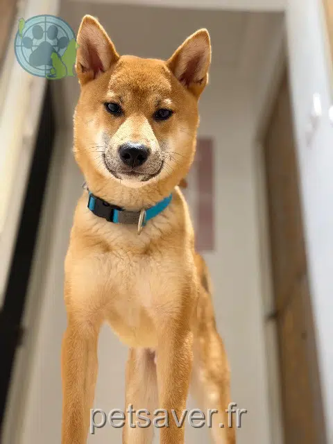 chien lost   84170 Monteux Akiyo