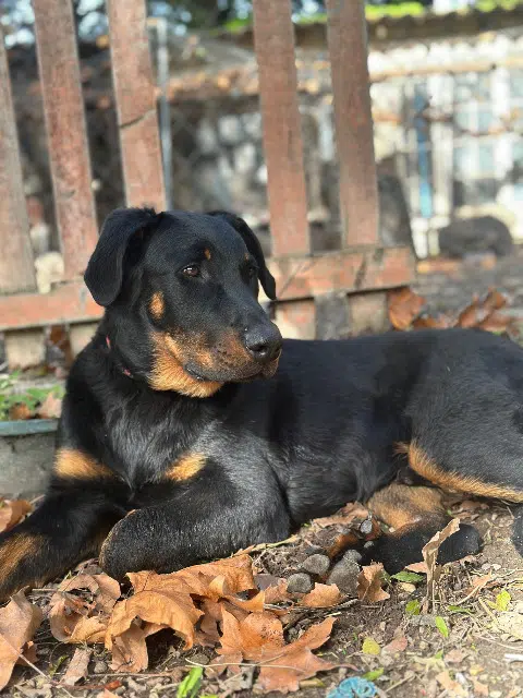 chien lost   84300 Cavaillon Apollon