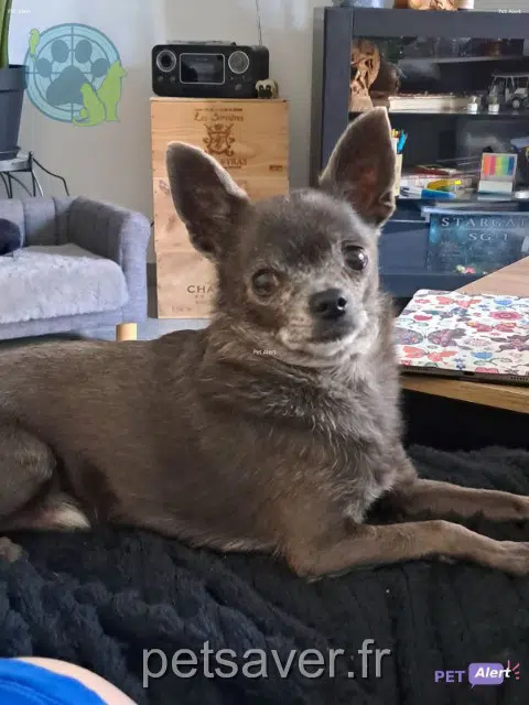 chien lost 84000 Avignon Newton